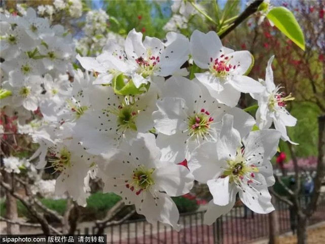 京城这几个地方梨花已开！周末约起！[墙根网]