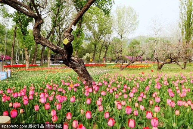 不用出京就能来到“小拉萨”？你的朋友圈又亮了！[墙根网]