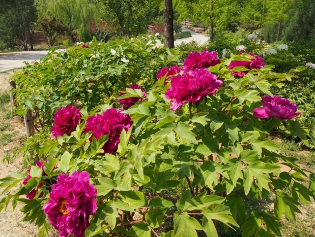 西山森林公园牡丹花已盛开，最佳观赏期持续至五月上旬[墙根网]