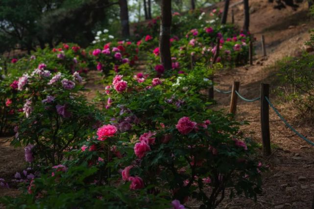 西山森林公园牡丹花已盛开，最佳观赏期持续至五月上旬[墙根网]