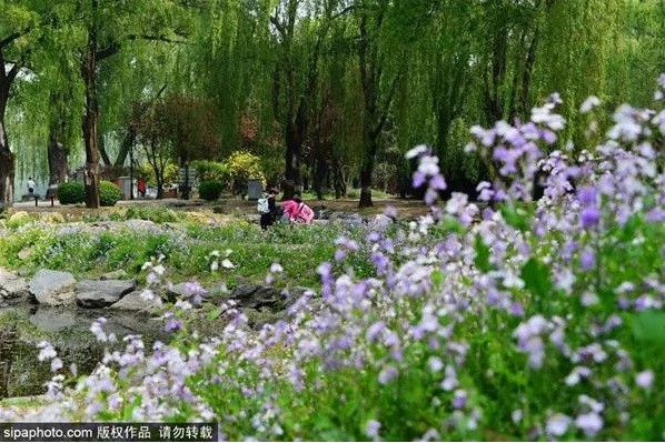 紫色花海！京城这些公园就可以看到，太治愈了！[墙根网]