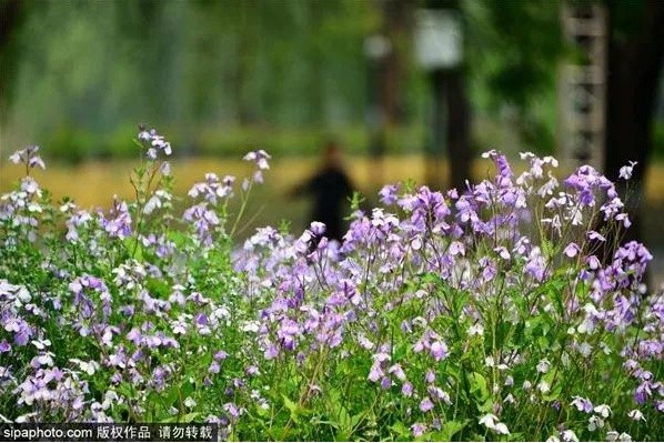 紫色花海！京城这些公园就可以看到，太治愈了！[墙根网]