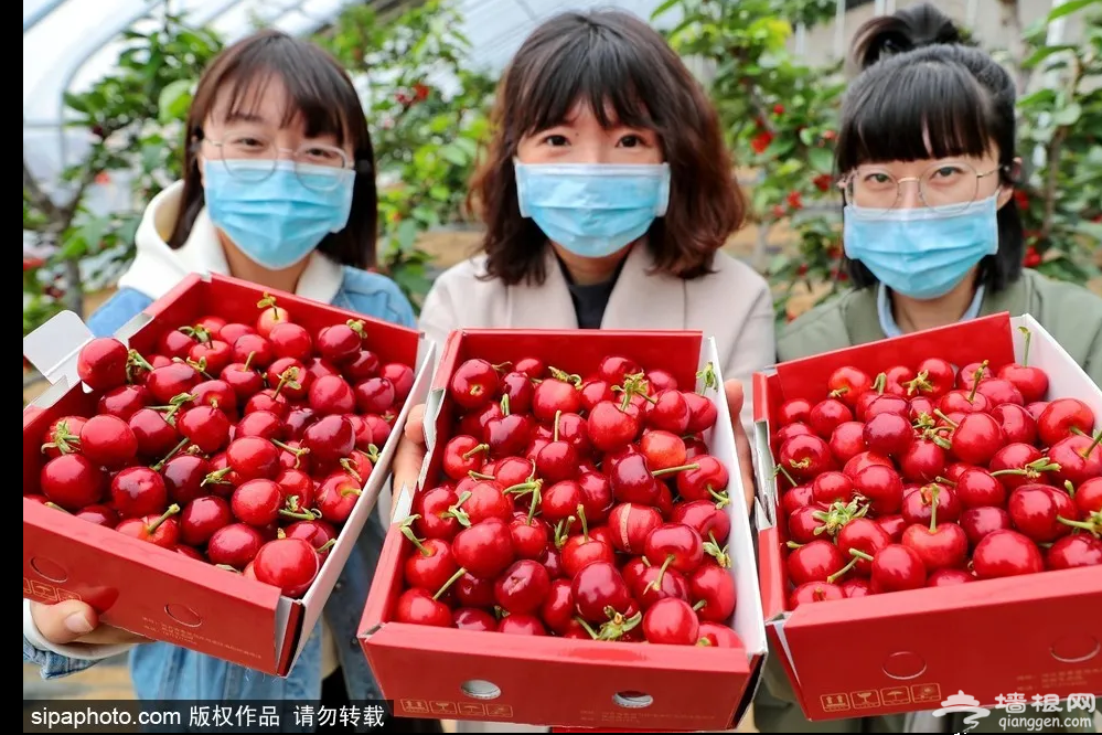 2021海淀区第21届樱桃文化节开幕，附休闲观光采摘线路及电话！[墙根网]