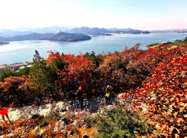 平谷金海湖开启红叶观赏季，7条特色路线览秋色[墙根网]