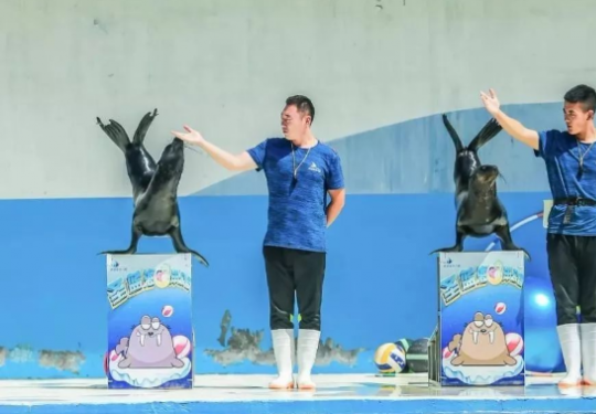 2022秦皇岛圣蓝海洋公园门票优惠政策及购票入口（附游玩攻略+表演时间表）