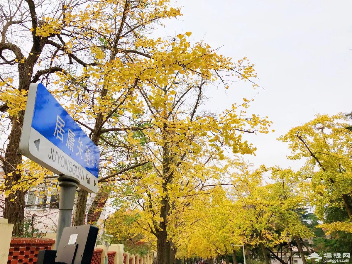 2021青岛八大关景区银杏图片