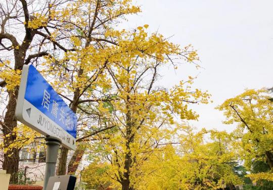 青岛八大关赏秋叶在什么地方？怎么去？