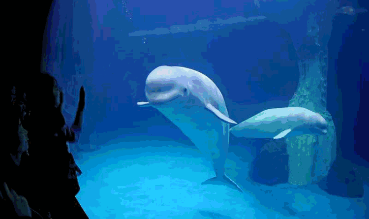 /uploads/image/2022/12/26/6f7134fab6a868e524fa5df4262e064f.gif