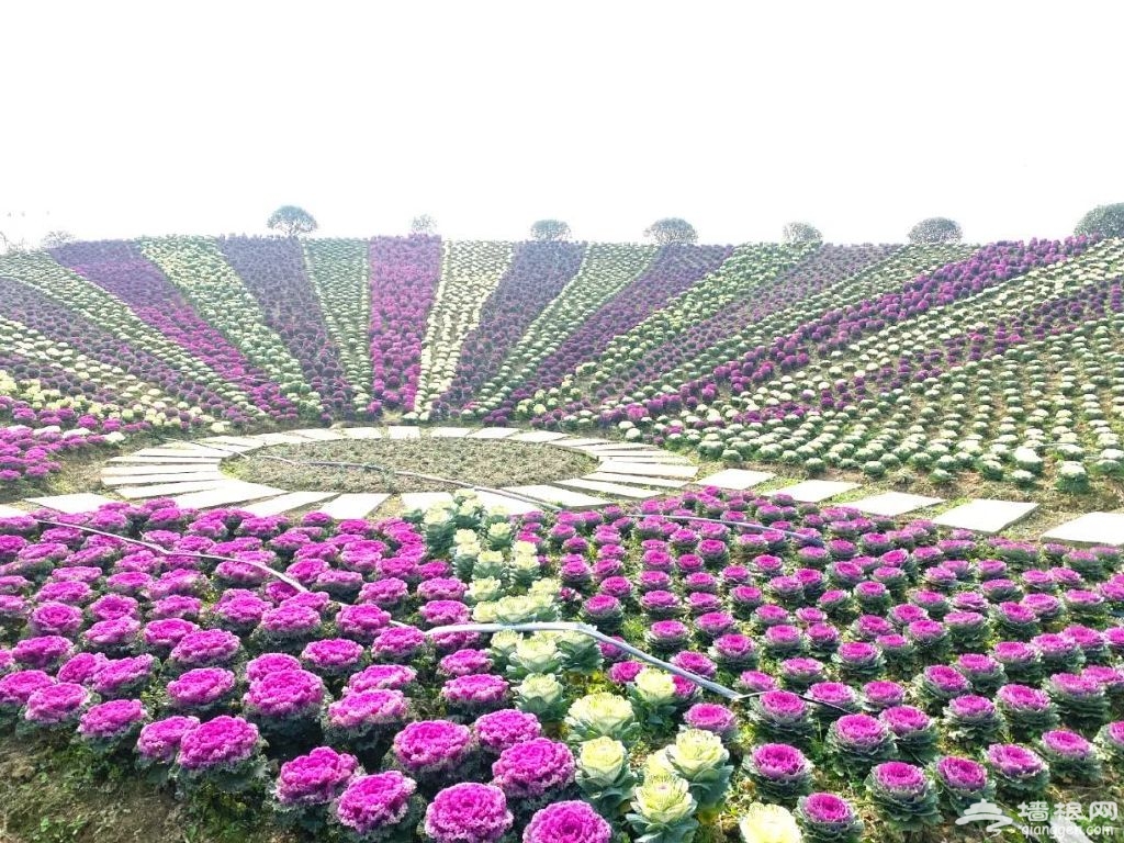 成都金堂：他和妻子十年打造中国最美花园 曾被董卿邀约上央视节目_区域_新闻首页_红星新闻网