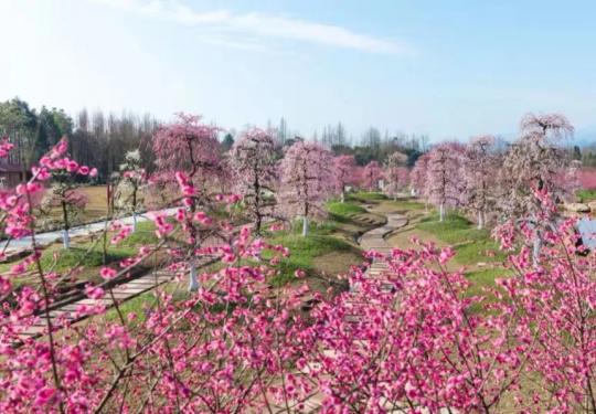 2024问花村(开放时间+景区地址+门票票价+赏花指南)