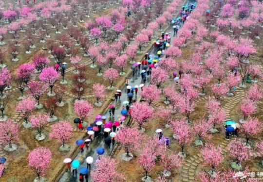 2024问花村最佳观赏时间、地点及门票价格