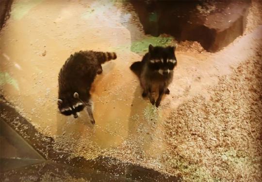 2024西安Cute Zoo城市动物园怎么样？(项目介绍+开放时间+地址)