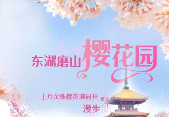 春日限定，￥29起打卡武汉东湖磨山樱花园！上万余株樱花满园开，漫步浪漫花海，看古色古香唐式建筑群，邂逅满屏粉色浪漫，不负大好春光！