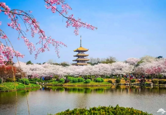 2020武汉东湖樱花赏樱攻略(时间+门票+花期)
