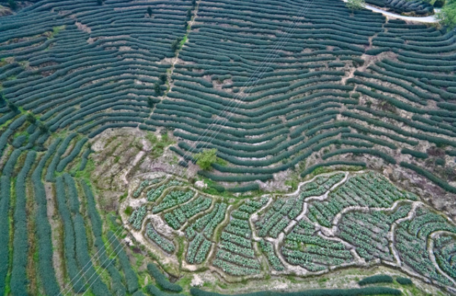 茶溪谷门票 茶溪谷门票
