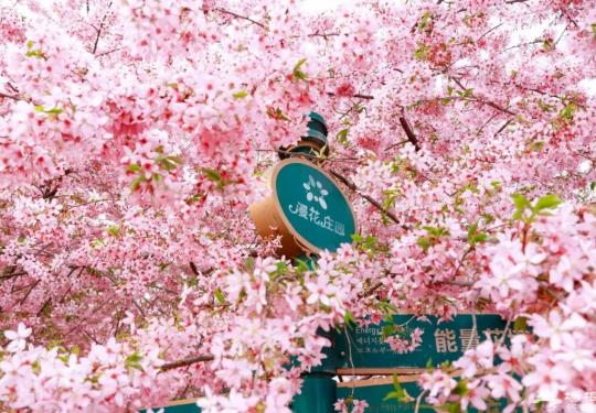 2023漫花庄园门票价格、免费政策、优惠政策、观赏时间