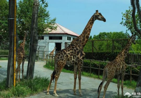 2023上海野生动物园门票多少钱？(开放时间+地址+游玩攻略)