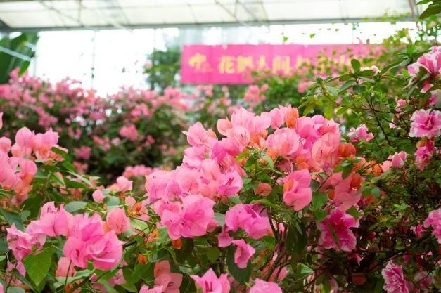http://r.sinaimg.cn/large/article/0c5b388e1556380f5479c375994938d4