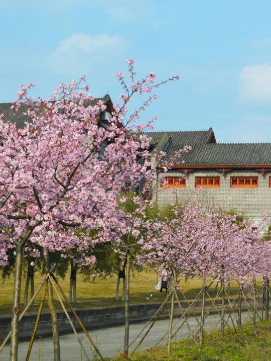 http://r.sinaimg.cn/large/article/b681c550d11444ca0e49257588cc08cb
