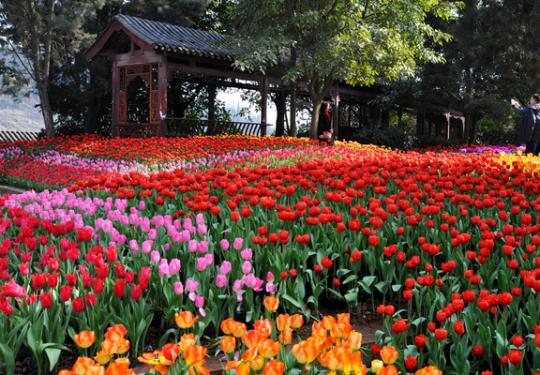成都花舞人间门票价格（开放时间+优惠预定+游玩攻略）
