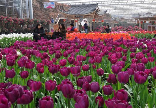 2024花舞人间门票价格、游玩景点、交通信息