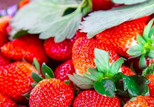 【健康草莓采摘园】颗颗饱满的香甜草莓来啦~15.8元优享1大1小入园采摘（可带走1斤）