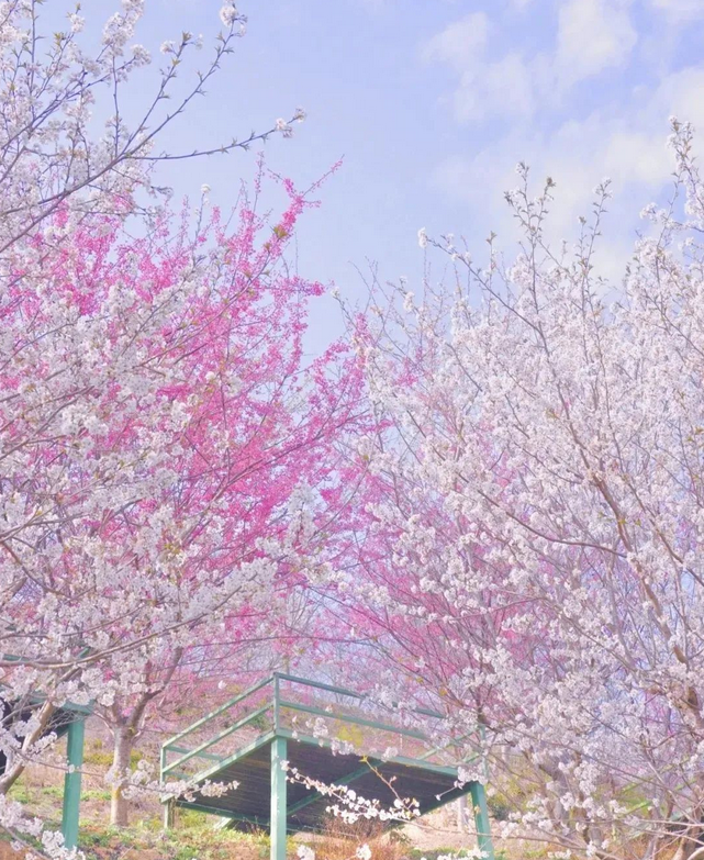 杭州樱花园 杭州樱花园