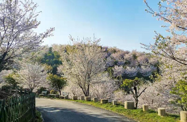 杭州樱花园 杭州樱花园