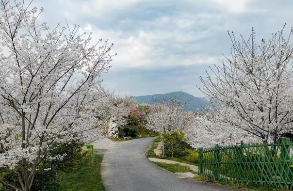杭州樱花园 杭州樱花园