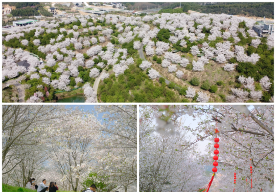 2023杭州樱花园(开放时间、地址、门票价格、门票预约)
