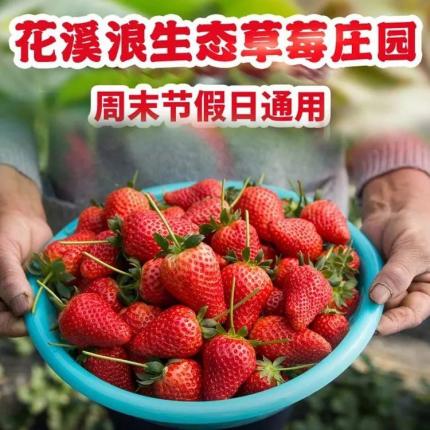【新都区】冬草莓成熟季！采莓正当时！¥39.9抢价值68元「花溪浪生态草莓庄园」冬草莓采摘1斤！