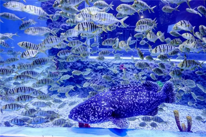 观澜海洋世界门票 观澜海洋世界门票