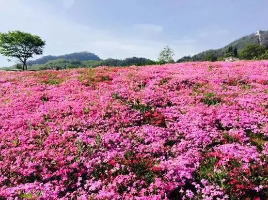 http://r.sinaimg.cn/large/article/1f6f80e03e4f3e32ba41718df7507f23