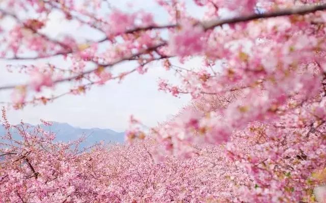 http://r.sinaimg.cn/large/article/2a88f3a624c14016c23769455a897dc8