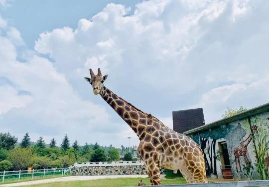 贵州森林野生动物园（开放时间+地点+门票价格）信息一览