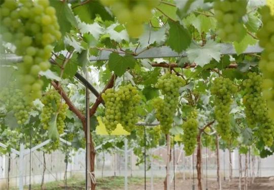 2023第23届上海马陆葡萄文化节(时间+地点+详情)