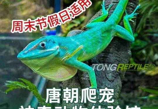 广州唐朝爬宠神奇动物体验馆游玩攻略（门票+开放时间+游玩项目）一览