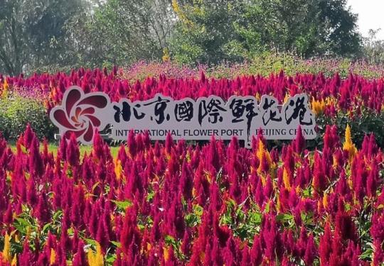 北京国际鲜花港9月9日菊花节正式开幕，推出特惠早鸟票34.9元