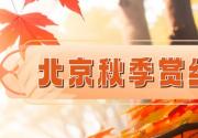 2023北京香山红叶节什么时候开始什么时候结束?