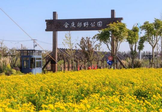 浦东合庆郊野公园国味菊进入盛花期