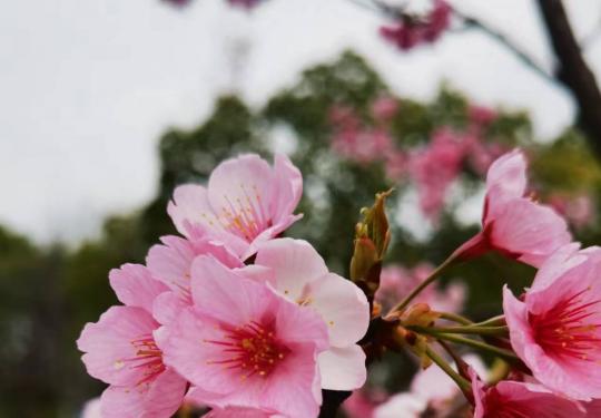 上海秋冬赏花好去处这些地方已含苞待放