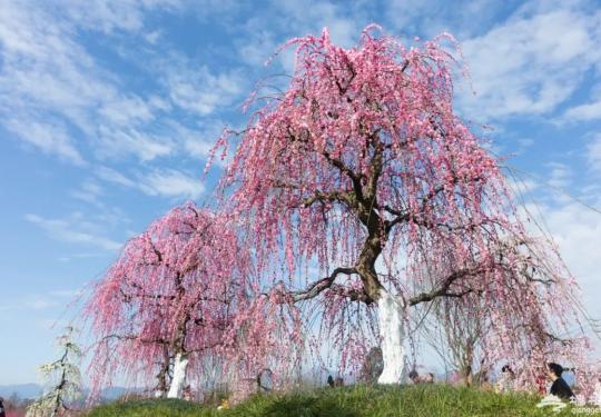 都江堰问花村景区介绍(门票票价+花期时间+免费政策)