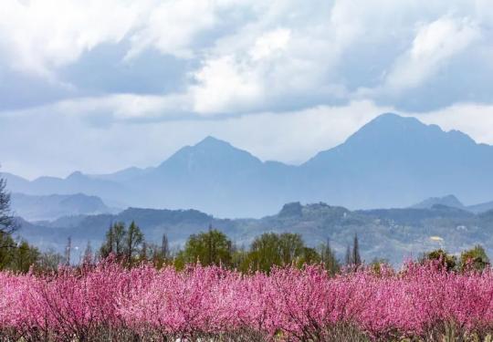 2024问花村旅游攻略(观赏时间+地址+门票+优惠订票)一览