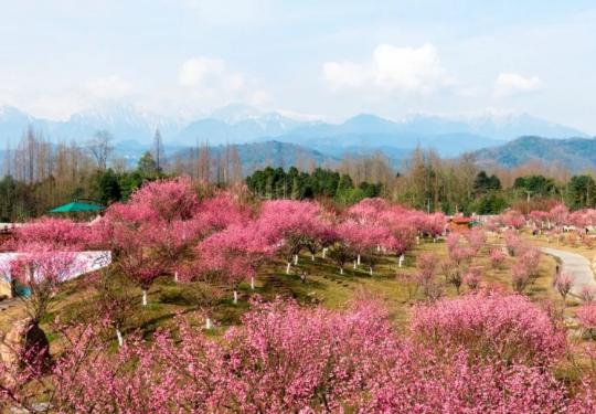 问花村最佳观赏时间2024年(门票价格+优惠政策+游玩攻略)