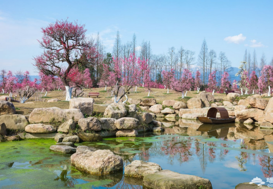 2024成都问花村门票价格+地址+花期介绍