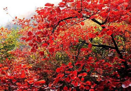 2024巩义长寿山风景区(门票+地址+开放时间+景区介绍+交通详情）信息一览