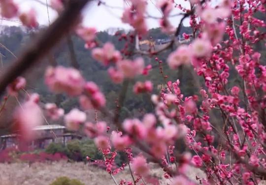 苏州10大梅花胜景错过等一年