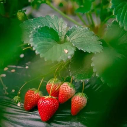 【北京四大草莓园任选一】¥39.9特惠2大1小，“莓”好套餐草莓采摘！含入棚门票+采摘可带走2斤（不可吃），周末节假日通用！