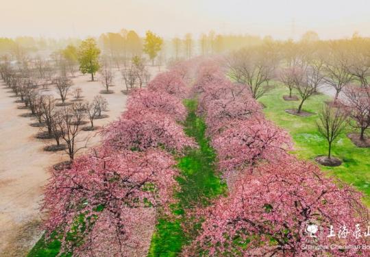 上海辰山植物园樱花观赏攻略(开放时间+观赏地点+门票）