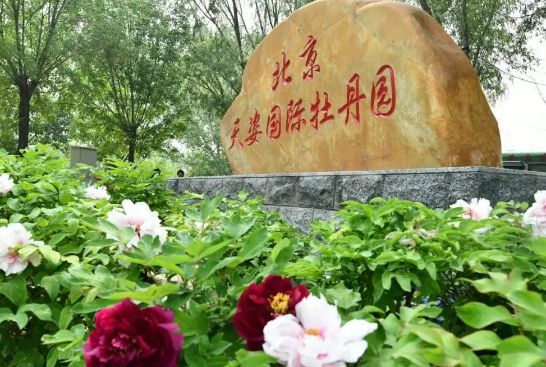 2024北京朝阳天姿牡丹节游玩攻略（时间+地址+价格）